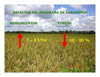 Camino desarrollo arrocero_lac