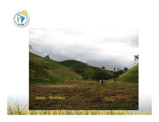 Camino desarrollo arrocero_lac