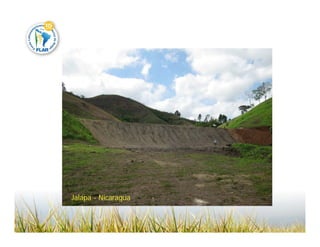 Camino desarrollo arrocero_lac