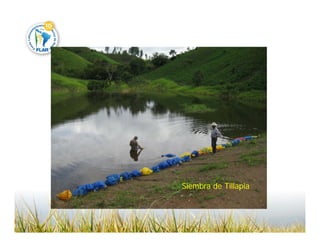 Camino desarrollo arrocero_lac