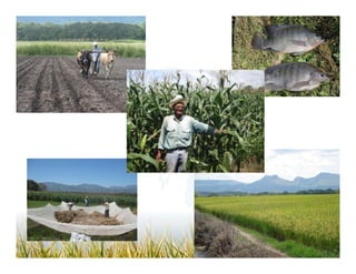 Camino desarrollo arrocero_lac