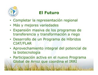 Camino desarrollo arrocero_lac