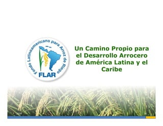 Camino desarrollo arrocero_lac