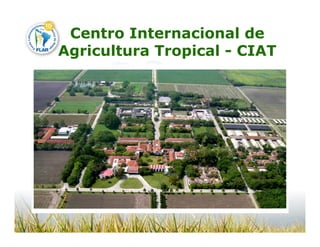 Camino desarrollo arrocero_lac