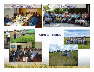 Camino desarrollo arrocero_lac