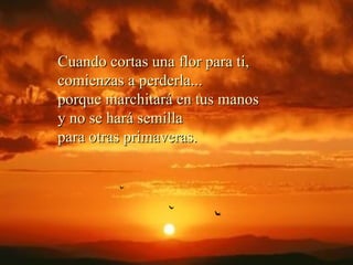 Cuando cortas una flor para ti, comienzas a perderla... porque marchitará en tus manos y no se hará semilla para otras primaveras.