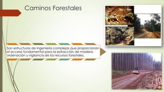 Caminos Forestales
Son estructuras de ingeniería complejas que proporcionan
el acceso fundamental para la extracción de madera,
ordenación y vigilancia de los recursos forestales.
 
