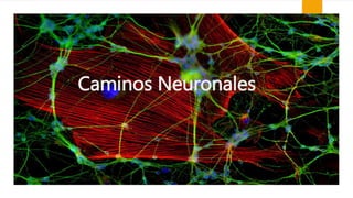 Caminos Neuronales
 