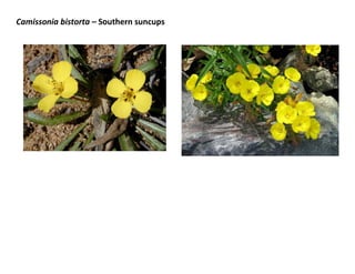 Camissonia bistorta – Southern suncups

 