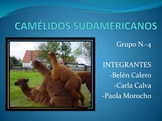 Grupo N.-4
INTEGRANTES
-Belén Calero
-Carla Calva
-Paola Morocho
 