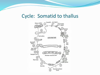 Cycle: Somatid to thallus
 