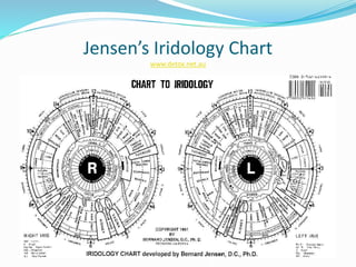 Jensen’s Iridology Chart
www.detox.net.au
 