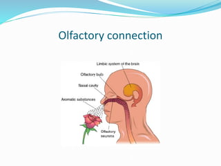 Olfactory connection
 