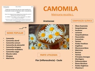CAMOMILA
NOME POPULAR
Matricaria recutita L.
• Camomila
• Camomila-alemã
• Camomila-comum
• Camomila-da-alemanhã
• Camomila-húngara
• Camomila-verdadeira
• Camomila-vulgar
• Macela-nobre
• Margaça
• Matricaria
COMPOSIÇÃO QUÍMICA
Arastaceae
PARTE UTILIZADA
• Óleos Essenciais
• Sesquiterpenos
• Azulenos
• Lactonas
Sesquiterpênicas
• Flavonóides
• Cumarinas
• Taninos
• Ácidos Fenólicos
• Angélicos
• Mucossacarídeos
• Matricina
• Resinas
• Taninos
• Princípios Amargos
• Mucilagens
• Polissacarídeos
• Éteres Bicíclicos
• Ácidos Orgânicos
• Vitamina C
Flor (inflorescência) - Caule
 
