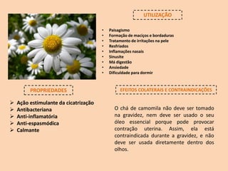 UTILIZAÇÃO
• Paisagismo
• Formação de maciços e bordaduras
• Tratamento de irritações na pele
• Resfriados
• Inflamações nasais
• Sinusite
• Má digestão
• Ansiedade
• Dificuldade para dormir
PROPRIEDADES EFEITOS COLATERAIS E CONTRAINDICAÇÕES
 Ação estimulante da cicatrização
 Antibacteriana
 Anti-inflamatória
 Anti-espasmódica
 Calmante
O chá de camomila não deve ser tomado
na gravidez, nem deve ser usado o seu
óleo essencial porque pode provocar
contração uterina. Assim, ela está
contraindicada durante a gravidez, e não
deve ser usada diretamente dentro dos
olhos.
 