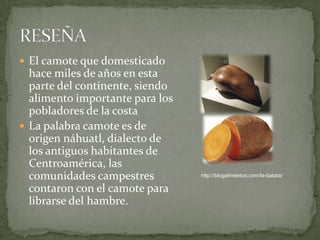 RESEÑAEl camote que domesticado hace miles de años en esta parte del continente, siendo alimento importante para los pobladores de la costaLa palabra camote es de origen náhuatl, dialecto de los antiguos habitantes de Centroamérica, las comunidades campestres contaron con el camote para librarse del hambre.http://blogalimentos.com/la-batata/