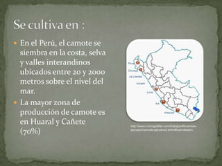 Se cultiva en :En el Perú, el camote se siembra en la costa, selva y valles interandinos ubicados entre 20 y 2000 metros sobre el nivel del mar.La mayor zona de producción de camote es en Huaral y Cañete (70%)http://www.monografias.com/trabajos45/camote-peruano/camote-peruano2.shtml#camoteperu