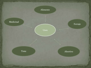 Un camote chico cocido contiene 116 calorías, es lo que se añade al camote lo que incrementa las calorías.AlimentoMedicinalForrajeUsosTinteAbortivo