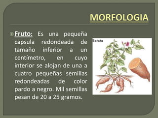 Fruto: Es una pequeña
capsula redondeada de
tamaño inferior a un
centímetro, en cuyo
interior se alojan de una a
cuatro pequeñas semillas
redondeadas de color
pardo a negro. Mil semillas
pesan de 20 a 25 gramos.
 