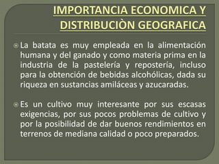  La batata es muy empleada en la alimentación
humana y del ganado y como materia prima en la
industria de la pastelería y repostería, incluso
para la obtención de bebidas alcohólicas, dada su
riqueza en sustancias amiláceas y azucaradas.
 Es un cultivo muy interesante por sus escasas
exigencias, por sus pocos problemas de cultivo y
por la posibilidad de dar buenos rendimientos en
terrenos de mediana calidad o poco preparados.
 