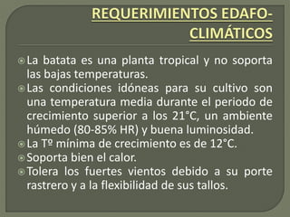 La batata es una planta tropical y no soporta
las bajas temperaturas.
Las condiciones idóneas para su cultivo son
una temperatura media durante el periodo de
crecimiento superior a los 21°C, un ambiente
húmedo (80-85% HR) y buena luminosidad.
La Tº mínima de crecimiento es de 12°C.
Soporta bien el calor.
Tolera los fuertes vientos debido a su porte
rastrero y a la flexibilidad de sus tallos.
 