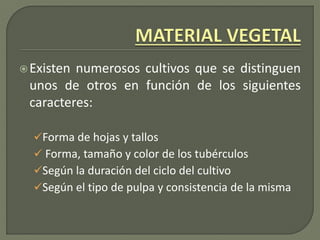 Existen numerosos cultivos que se distinguen
unos de otros en función de los siguientes
caracteres:
Forma de hojas y tallos
 Forma, tamaño y color de los tubérculos
Según la duración del ciclo del cultivo
Según el tipo de pulpa y consistencia de la misma
 