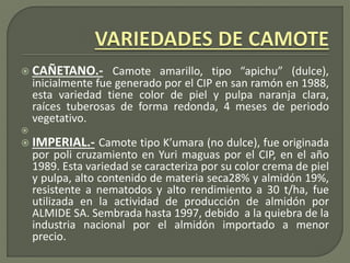  CAÑETANO.- Camote amarillo, tipo “apichu” (dulce),
inicialmente fue generado por el CIP en san ramón en 1988,
esta variedad tiene color de piel y pulpa naranja clara,
raíces tuberosas de forma redonda, 4 meses de periodo
vegetativo.

 IMPERIAL.- Camote tipo K’umara (no dulce), fue originada
por poli cruzamiento en Yuri maguas por el CIP, en el año
1989. Esta variedad se caracteriza por su color crema de piel
y pulpa, alto contenido de materia seca28% y almidón 19%,
resistente a nematodos y alto rendimiento a 30 t/ha, fue
utilizada en la actividad de producción de almidón por
ALMIDE SA. Sembrada hasta 1997, debido a la quiebra de la
industria nacional por el almidón importado a menor
precio.
 
