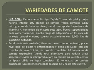 INA 100.- Camote amarillo tipo “apichu” color de piel y pulpa
naranja intenso, 100 gramos de camote fresco, contiene 3,880
microgramos de beta caroteno, siendo un aporte importante de
vitamina A, contenido de materia seca 23%, buena soportabilidad
en la comercialización, amplio rango de adaptación, en los valles de
la costa central y norte, cuenta actualmente con 5,000 has de
superficie cultivada.
 En el norte esta variedad, tiene un buen comportamiento, por el
nivel bajo de plagas y enfermedades y clima adecuado, con una
cosecha de solo 1.5 ha, es posible completar 20 toneladas de
camote exportable (siendo una alternativa para reducir áreas
arroceras y evitar la sobreproducción) en cambio en la costa central
la época cálida se logra completar 20 toneladas de camote
exportable (un contenedor) con la cosecha de 6 ha de este cultivo.
 