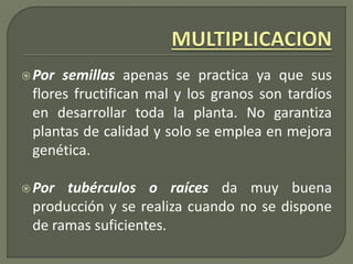 Por semillas apenas se practica ya que sus
flores fructifican mal y los granos son tardíos
en desarrollar toda la planta. No garantiza
plantas de calidad y solo se emplea en mejora
genética.
Por tubérculos o raíces da muy buena
producción y se realiza cuando no se dispone
de ramas suficientes.
 