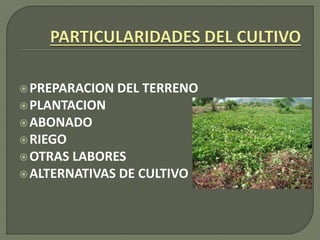 PREPARACION DEL TERRENO
PLANTACION
ABONADO
RIEGO
OTRAS LABORES
ALTERNATIVAS DE CULTIVO
 