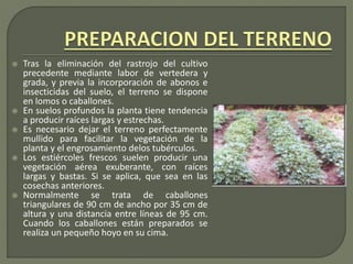  Tras la eliminación del rastrojo del cultivo
precedente mediante labor de vertedera y
grada, y previa la incorporación de abonos e
insecticidas del suelo, el terreno se dispone
en lomos o caballones.
 En suelos profundos la planta tiene tendencia
a producir raíces largas y estrechas.
 Es necesario dejar el terreno perfectamente
mullido para facilitar la vegetación de la
planta y el engrosamiento delos tubérculos.
 Los estiércoles frescos suelen producir una
vegetación aérea exuberante, con raíces
largas y bastas. Si se aplica, que sea en las
cosechas anteriores.
 Normalmente se trata de caballones
triangulares de 90 cm de ancho por 35 cm de
altura y una distancia entre líneas de 95 cm.
Cuando los caballones están preparados se
realiza un pequeño hoyo en su cima.
 
