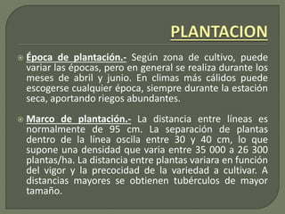  Época de plantación.- Según zona de cultivo, puede
variar las épocas, pero en general se realiza durante los
meses de abril y junio. En climas más cálidos puede
escogerse cualquier época, siempre durante la estación
seca, aportando riegos abundantes.
 Marco de plantación.- La distancia entre líneas es
normalmente de 95 cm. La separación de plantas
dentro de la línea oscila entre 30 y 40 cm, lo que
supone una densidad que varia entre 35 000 a 26 300
plantas/ha. La distancia entre plantas variara en función
del vigor y la precocidad de la variedad a cultivar. A
distancias mayores se obtienen tubérculos de mayor
tamaño.
 