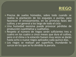  Precisa de suelos húmedos, sobre todo cuando se
realiza la plantación de los esquejes o puntas, para
favorecer el enraizamiento, en las primeras fases del
cultivo, y en general a los largo de todo el ciclo.
 Una humedad excesiva puede provocar pérdidas de
producción cuantitativa y cualitativa.
 Respeto al número de riegos serán suficientes tres o
cuatro en los cuatro a cinco meses que dura el cultivo,
pero si el clima o la estación fuesen muy secos se darán
hasta ocho o nueve riegos aplicados cada quince días.
 Los riegos se realizan por superficie, inundando lo
surcos en los que se ha dividido la parcela.
 