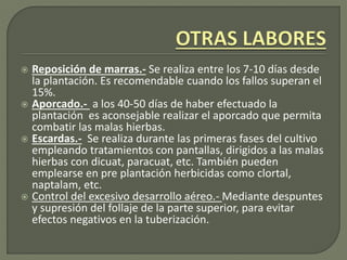  Reposición de marras.- Se realiza entre los 7-10 días desde
la plantación. Es recomendable cuando los fallos superan el
15%.
 Aporcado.- a los 40-50 días de haber efectuado la
plantación es aconsejable realizar el aporcado que permita
combatir las malas hierbas.
 Escardas.- Se realiza durante las primeras fases del cultivo
empleando tratamientos con pantallas, dirigidos a las malas
hierbas con dicuat, paracuat, etc. También pueden
emplearse en pre plantación herbicidas como clortal,
naptalam, etc.
 Control del excesivo desarrollo aéreo.- Mediante despuntes
y supresión del follaje de la parte superior, para evitar
efectos negativos en la tuberización.
 
