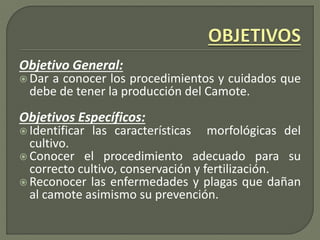 Objetivo General:
 Dar a conocer los procedimientos y cuidados que
debe de tener la producción del Camote.
Objetivos Específicos:
 Identificar las características morfológicas del
cultivo.
 Conocer el procedimiento adecuado para su
correcto cultivo, conservación y fertilización.
 Reconocer las enfermedades y plagas que dañan
al camote asimismo su prevención.
 