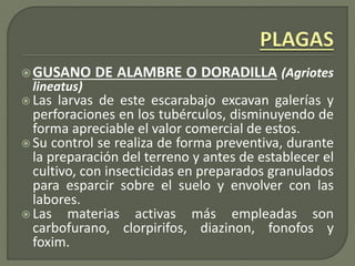 GUSANO DE ALAMBRE O DORADILLA (Agriotes
lineatus)
 Las larvas de este escarabajo excavan galerías y
perforaciones en los tubérculos, disminuyendo de
forma apreciable el valor comercial de estos.
 Su control se realiza de forma preventiva, durante
la preparación del terreno y antes de establecer el
cultivo, con insecticidas en preparados granulados
para esparcir sobre el suelo y envolver con las
labores.
 Las materias activas más empleadas son
carbofurano, clorpirifos, diazinon, fonofos y
foxim.
 