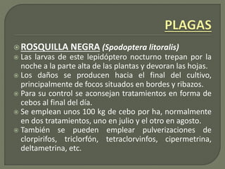 ROSQUILLA NEGRA (Spodoptera litoralis)
 Las larvas de este lepidóptero nocturno trepan por la
noche a la parte alta de las plantas y devoran las hojas.
 Los daños se producen hacia el final del cultivo,
principalmente de focos situados en bordes y ribazos.
 Para su control se aconsejan tratamientos en forma de
cebos al final del día.
 Se emplean unos 100 kg de cebo por ha, normalmente
en dos tratamientos, uno en julio y el otro en agosto.
 También se pueden emplear pulverizaciones de
clorpirifos, triclorfón, tetraclorvinfos, cipermetrina,
deltametrina, etc.
 