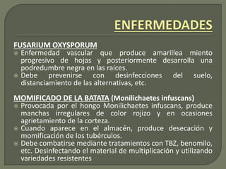 FUSARIUM OXYSPORUM
 Enfermedad vascular que produce amarillea miento
progresivo de hojas y posteriormente desarrolla una
podredumbre negra en las raíces.
 Debe prevenirse con desinfecciones del suelo,
distanciamiento de las alternativas, etc.
MOMIFICADO DE LA BATATA (Monilichaetes infuscans)
 Provocada por el hongo Monilichaetes infuscans, produce
manchas irregulares de color rojizo y en ocasiones
agrietamiento de la corteza.
 Cuando aparece en el almacén, produce desecación y
momificación de los tubérculos.
 Debe combatirse mediante tratamientos con TBZ, benomilo,
etc. Desinfectando el material de multiplicación y utilizando
variedades resistentes
 