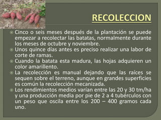  Cinco o seis meses después de la plantación se puede
empezar a recolectar las batatas, normalmente durante
los meses de octubre y noviembre.
 Unos quince días antes es preciso realizar una labor de
corte de ramas.
 Cuando la batata esta madura, las hojas adquieren un
color amarillento.
 La recolección es manual dejando que las raíces se
sequen sobre el terreno, aunque en grandes superficies
es común la recolección mecanizada.
 Los rendimientos medios varían entre las 20 y 30 tm/ha
y una producción media por pie de 2 a 4 tubérculos con
un peso que oscila entre los 200 – 400 gramos cada
uno.
 