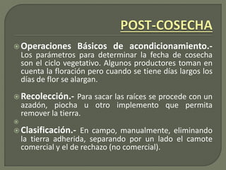  Operaciones Básicos de acondicionamiento.-
Los parámetros para determinar la fecha de cosecha
son el ciclo vegetativo. Algunos productores toman en
cuenta la floración pero cuando se tiene días largos los
días de flor se alargan.
 Recolección.- Para sacar las raíces se procede con un
azadón, piocha u otro implemento que permita
remover la tierra.

 Clasificación.- En campo, manualmente, eliminando
la tierra adherida, separando por un lado el camote
comercial y el de rechazo (no comercial).
 