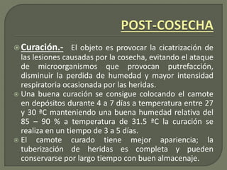 Curación.- El objeto es provocar la cicatrización de
las lesiones causadas por la cosecha, evitando el ataque
de microorganismos que provocan putrefacción,
disminuir la perdida de humedad y mayor intensidad
respiratoria ocasionada por las heridas.
 Una buena curación se consigue colocando el camote
en depósitos durante 4 a 7 días a temperatura entre 27
y 30 ªC manteniendo una buena humedad relativa del
85 – 90 % a temperatura de 31.5 ªC la curación se
realiza en un tiempo de 3 a 5 días.
 El camote curado tiene mejor apariencia; la
tuberización de heridas es completa y pueden
conservarse por largo tiempo con buen almacenaje.
 