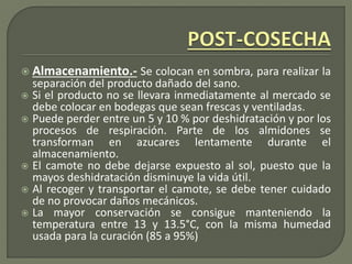  Almacenamiento.- Se colocan en sombra, para realizar la
separación del producto dañado del sano.
 Si el producto no se llevara inmediatamente al mercado se
debe colocar en bodegas que sean frescas y ventiladas.
 Puede perder entre un 5 y 10 % por deshidratación y por los
procesos de respiración. Parte de los almidones se
transforman en azucares lentamente durante el
almacenamiento.
 El camote no debe dejarse expuesto al sol, puesto que la
mayos deshidratación disminuye la vida útil.
 Al recoger y transportar el camote, se debe tener cuidado
de no provocar daños mecánicos.
 La mayor conservación se consigue manteniendo la
temperatura entre 13 y 13.5°C, con la misma humedad
usada para la curación (85 a 95%)
 