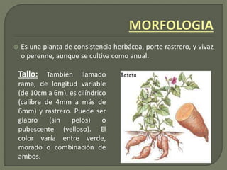  Es una planta de consistencia herbácea, porte rastrero, y vivaz
o perenne, aunque se cultiva como anual.
Tallo: También llamado
rama, de longitud variable
(de 10cm a 6m), es cilíndrico
(calibre de 4mm a más de
6mm) y rastrero. Puede ser
glabro (sin pelos) o
pubescente (velloso). El
color varía entre verde,
morado o combinación de
ambos.
 