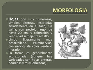 Hojas: Son muy numerosas,
simples, alternas, insertadas
aisladamente en el tallo, sin
vaina, con peciolo largo, de
hasta 20 cm, y coloración y
vellosidad semejante al tallo.
 Limbo ligeramente muy
desarrollado. Palminervias,
con nervios de color verde o
morado.
 Su forma es generalmente
acorazonada (aunque hay
variedades con hojas enteras,
hendidas y muy lobuladas).
 