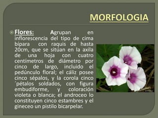 Flores: Agrupan en
inflorescencia del tipo de cima
bípara con raquis de hasta
20cm, que se sitúan en la axila
de una hoja con cuatro
centímetros de diámetro por
cinco de largo, incluido el
pedúnculo floral; el cáliz posee
cinco sépalos, y la corola cinco
´pétalos soldados, con figura
embudiforme, y coloración
violeta o blanca; el androceo lo
constituyen cinco estambres y el
gineceo un pistilo bicarpelar.
 