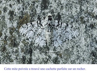 Cette mite poivrée a trouvé une cachette parfaite sur un rocher.
 