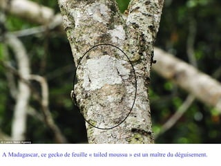 A Madagascar, ce gecko de feuille « tailed moussu » est un maître du déguisement.
 