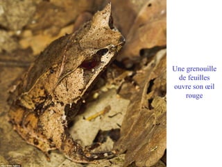 Une grenouille
 de feuilles
ouvre son œil
    rouge
 
