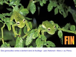 Des grenouilles vertes s’abritent dans le feuillage - parc National « Manu » au Pérou.
 
