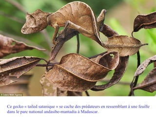 Ce gecko « tailed satanique » se cache des prédateurs en ressemblant à une feuille
dans le parc national andasibe-mantadia à Madascar.
 